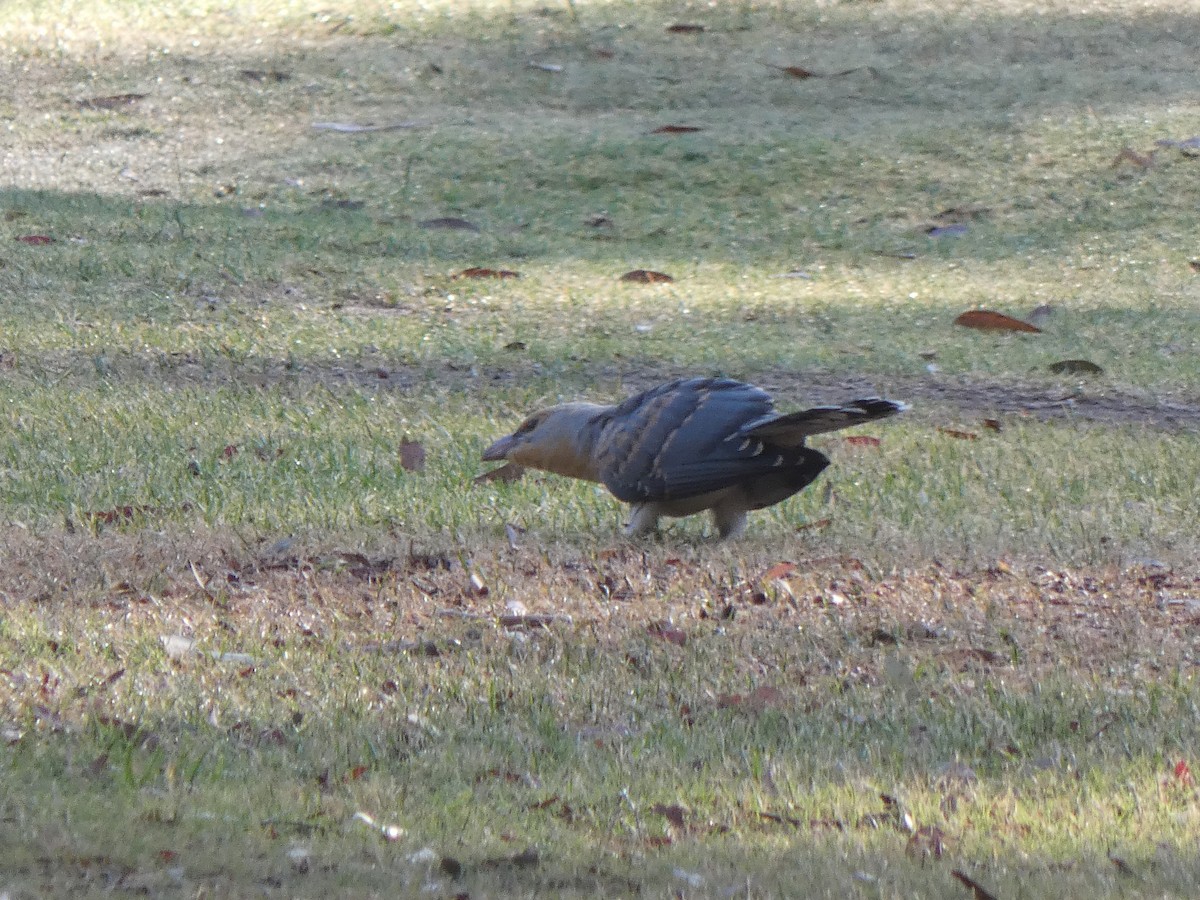 Channel-billed Cuckoo - ML628880670