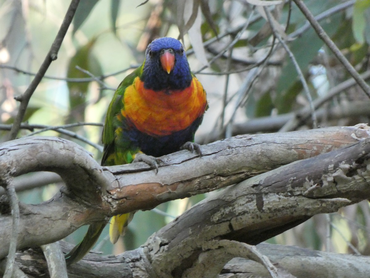 Rainbow Lorikeet - ML628880685