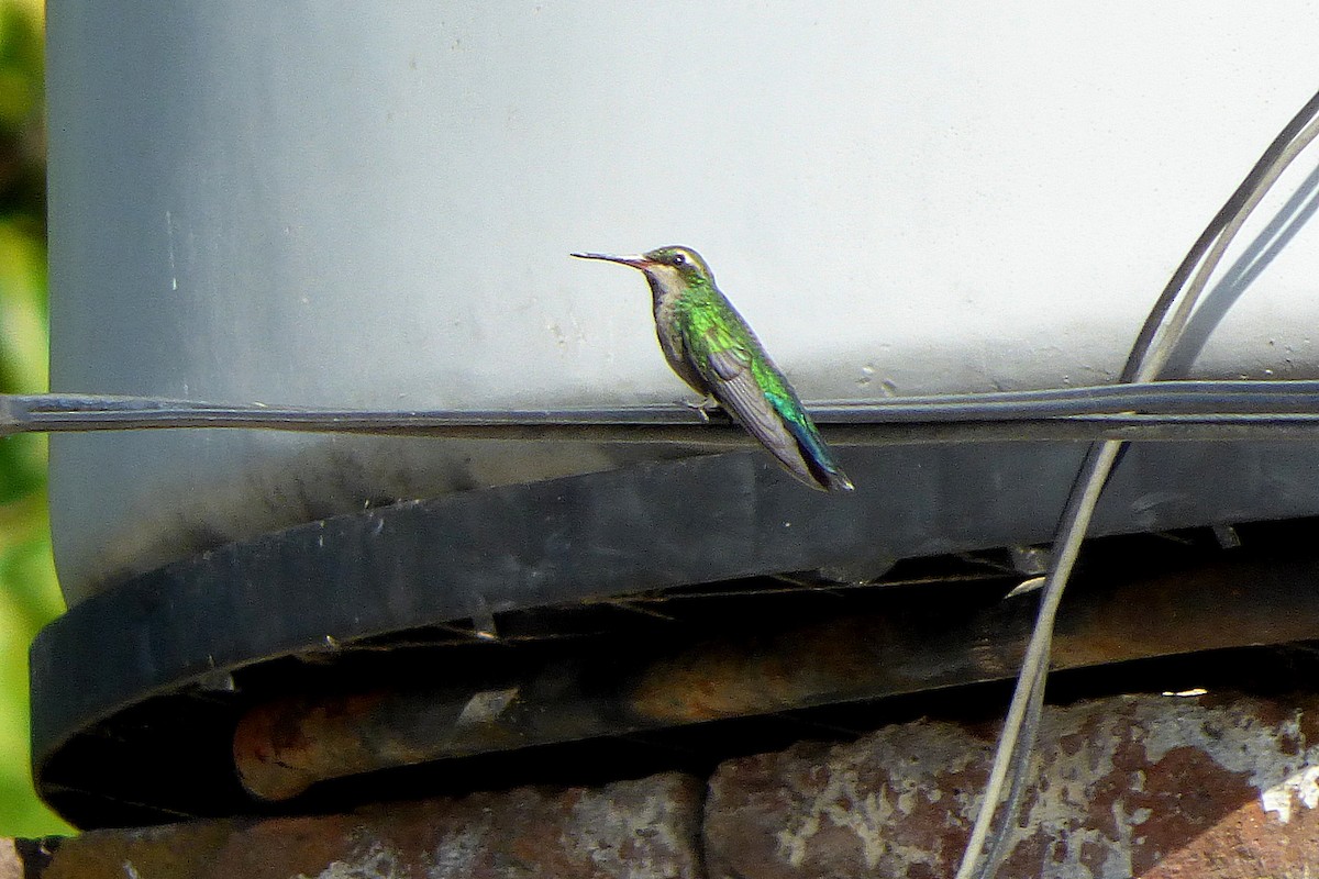 Glittering-bellied Emerald - ML628880712