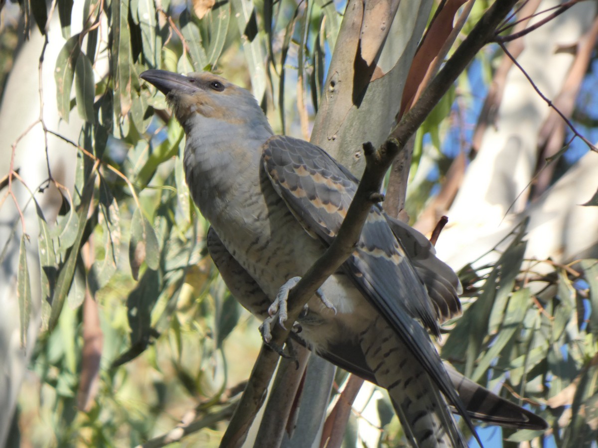 Channel-billed Cuckoo - ML628880713