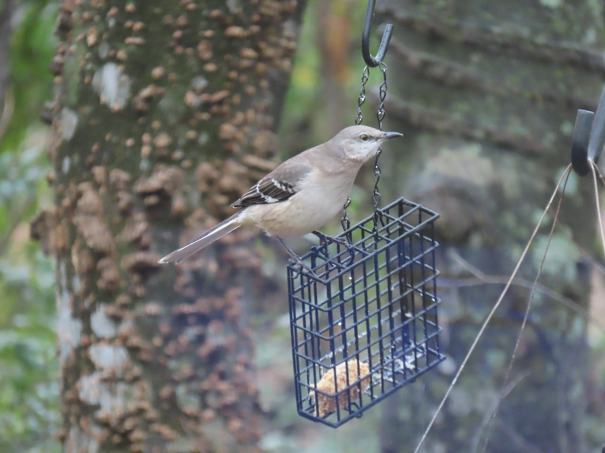 Northern Mockingbird - ML628880714
