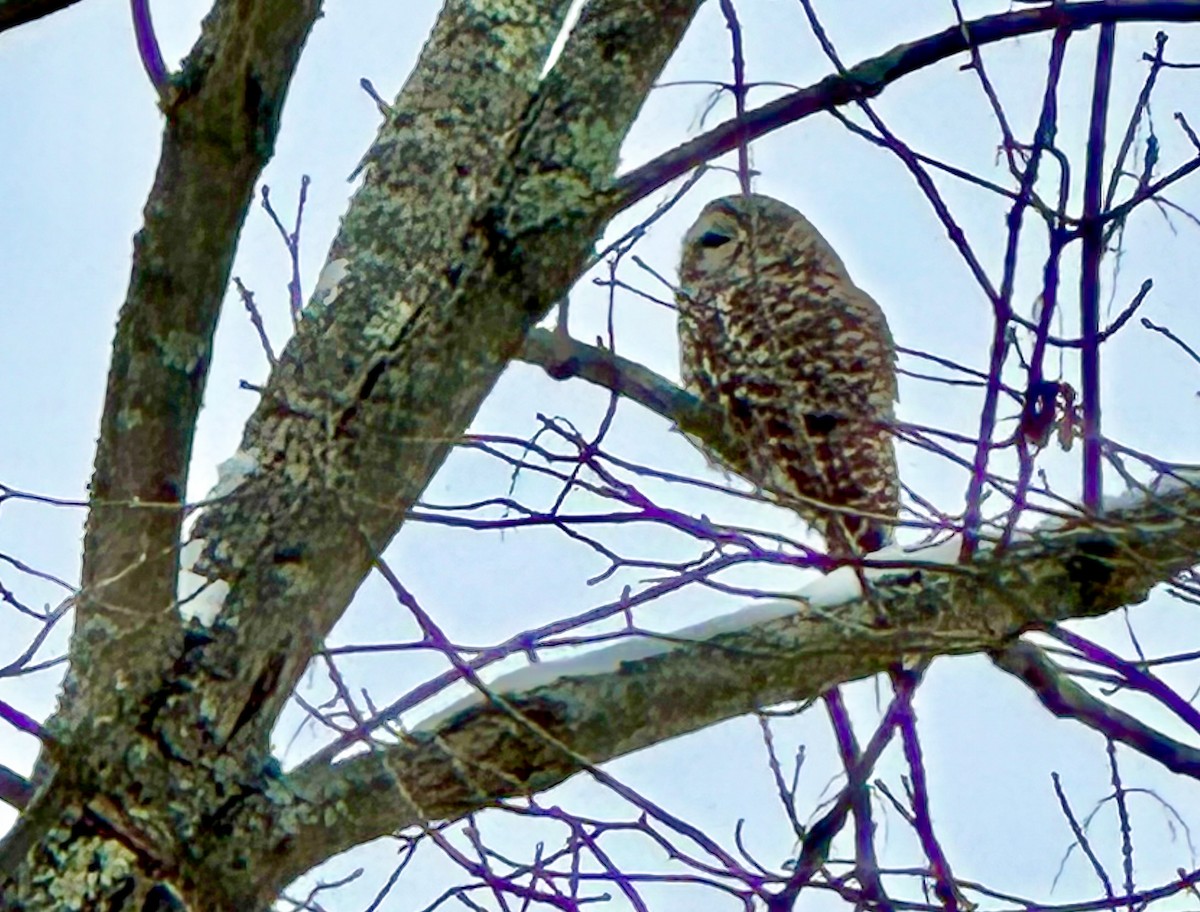 Barred Owl - ML628880735