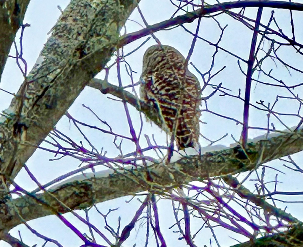 Barred Owl - ML628880736