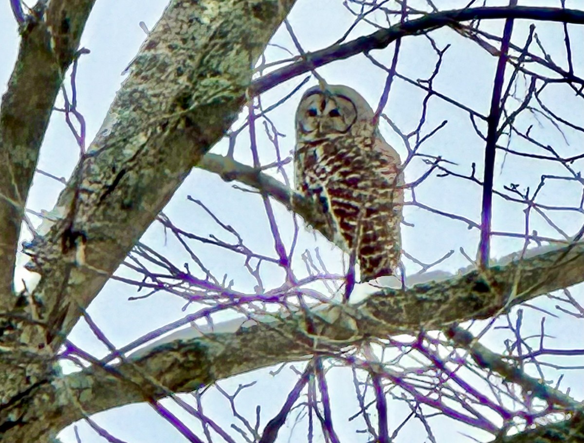 Barred Owl - ML628880737