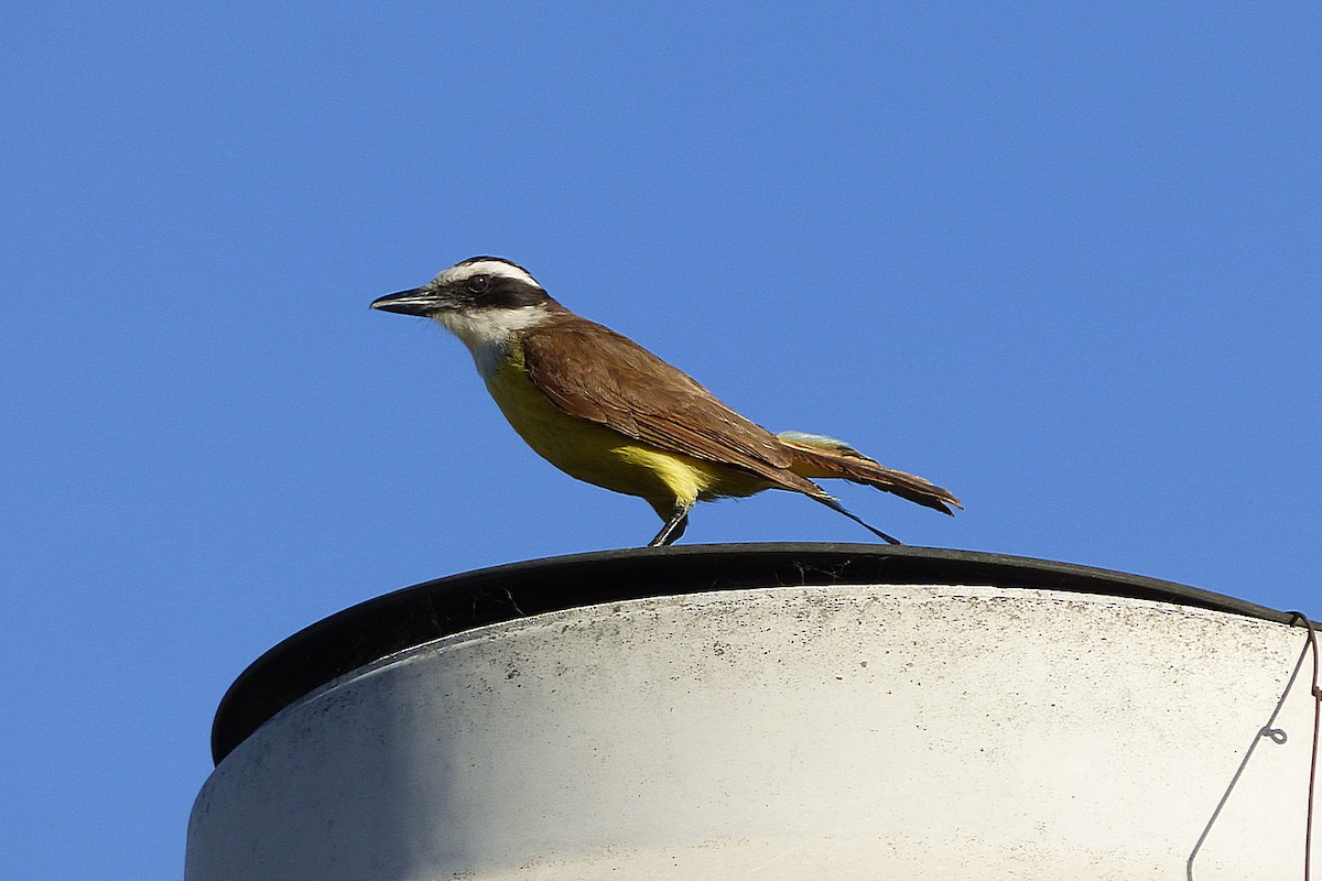 Great Kiskadee - ML628880828