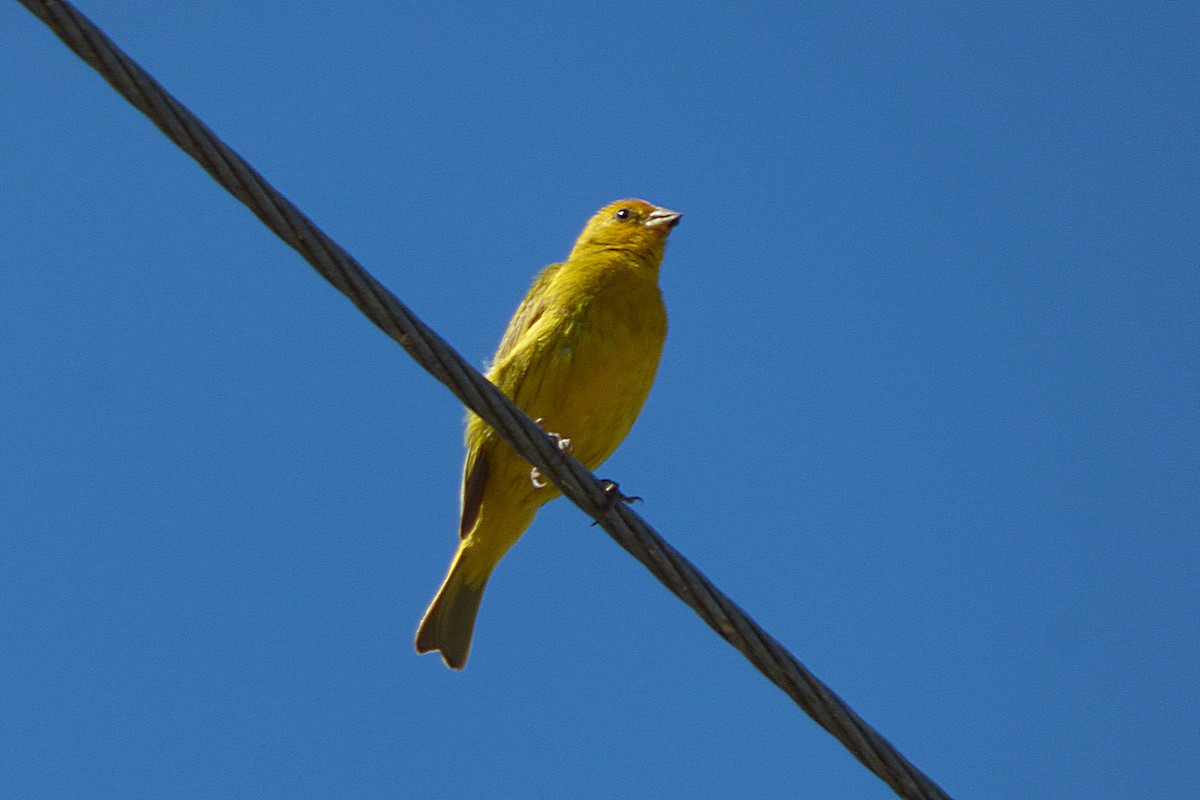 Saffron Finch - ML628880875