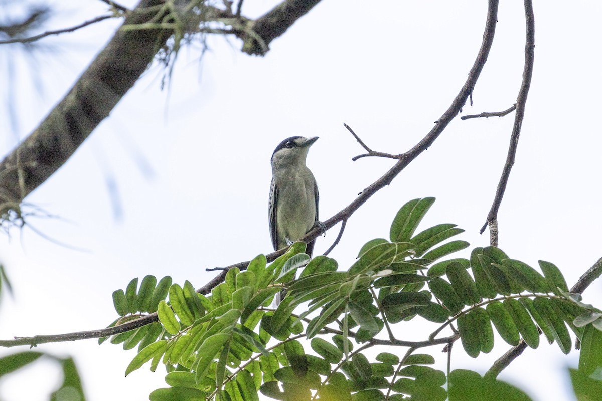 Cinereous Becard - ML628881029