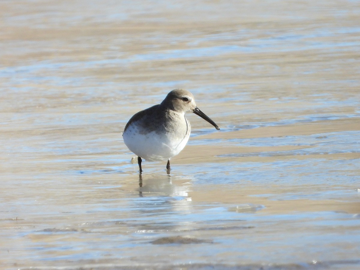 Dunlin - Lori Shuler