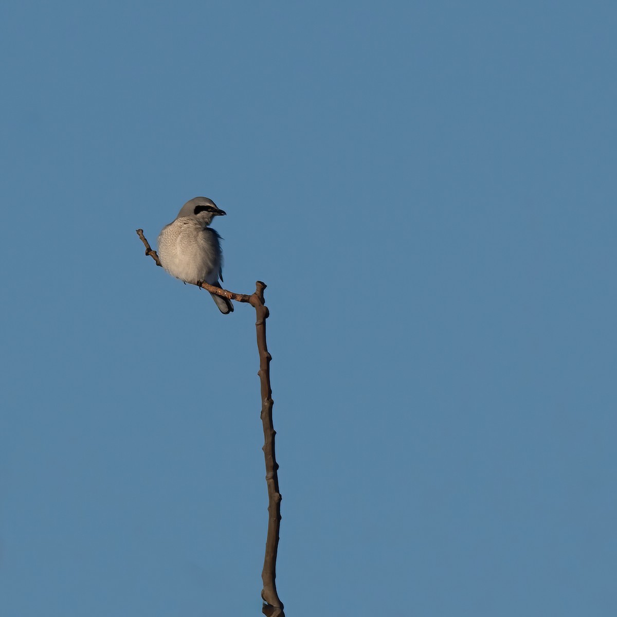 Northern Shrike - ML628881325