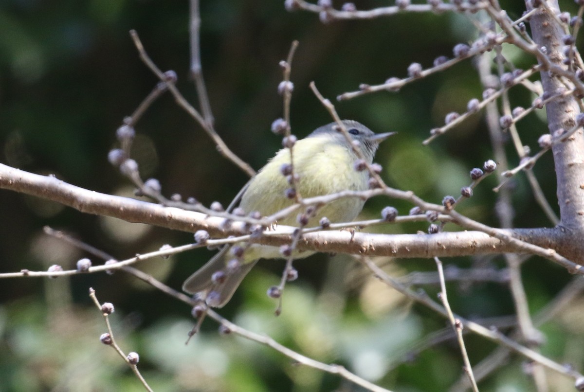 Orange-crowned Warbler - ML628881380