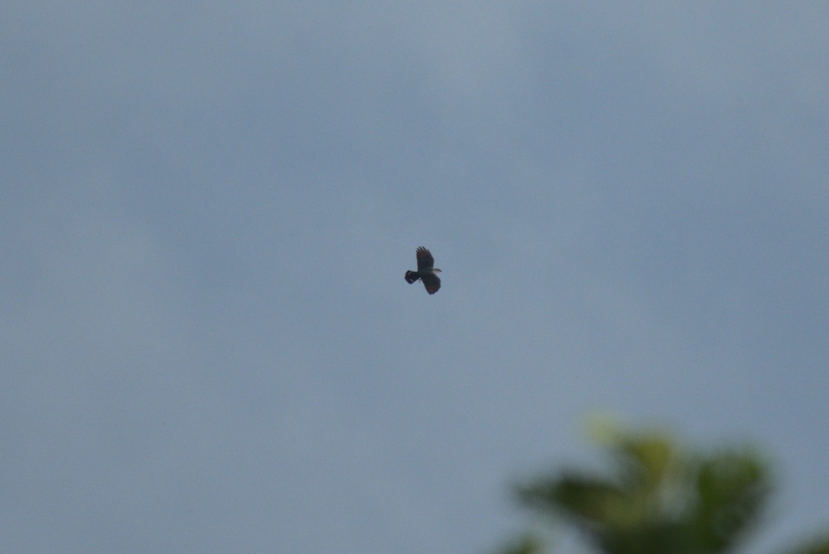 Plumbeous Kite - ML628881382