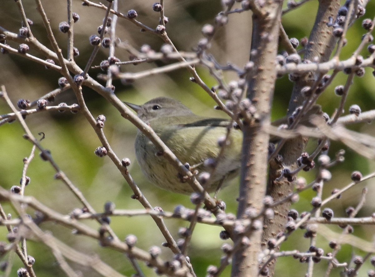 Orange-crowned Warbler - ML628881389