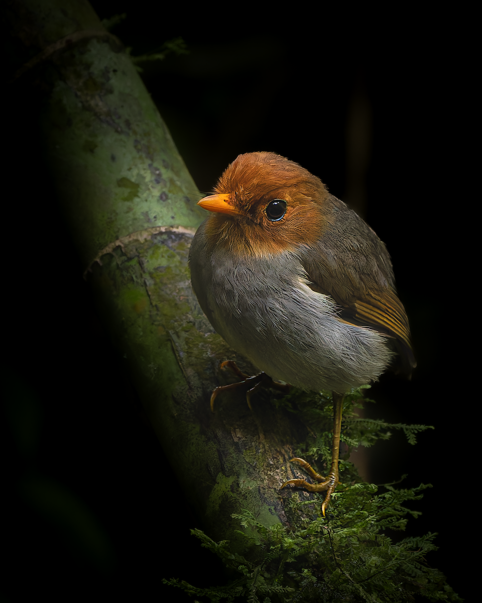 Hooded Antpitta - ML628881464