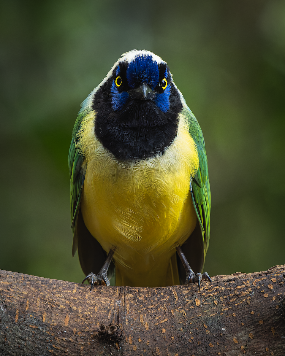 Green Jay - ML628881484
