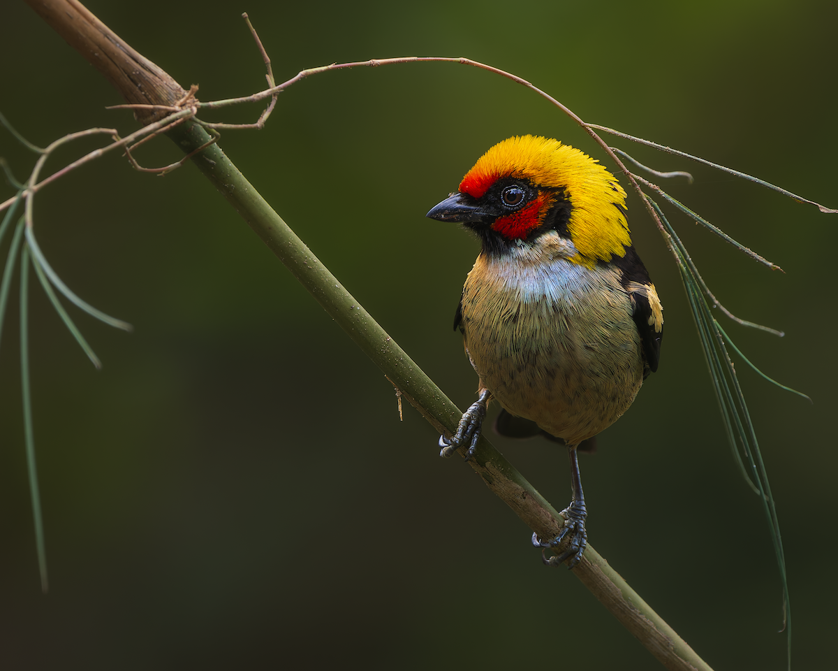Flame-faced Tanager - ML628881507