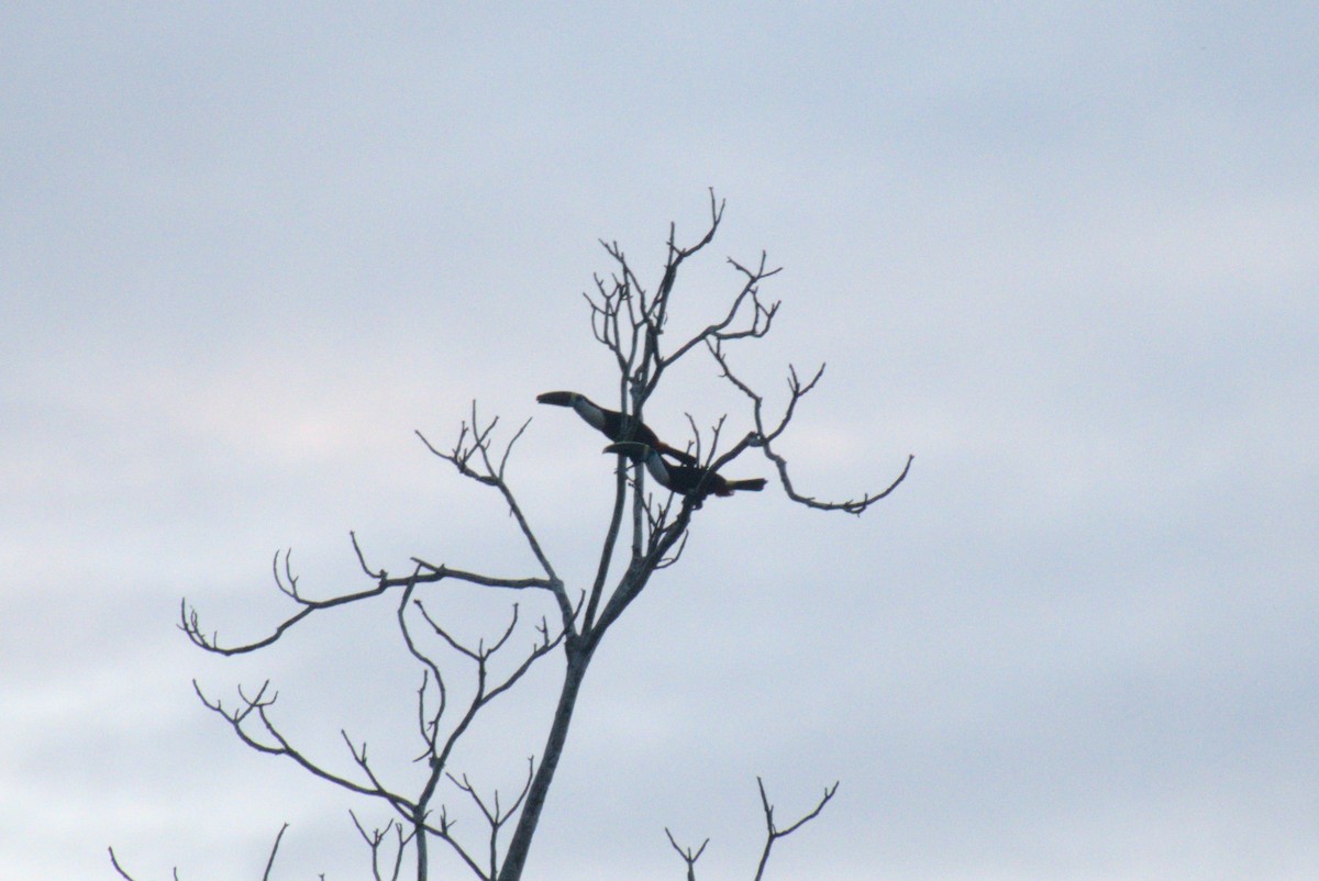 Channel-billed Toucan (Yellow-ridged) - ML628881533