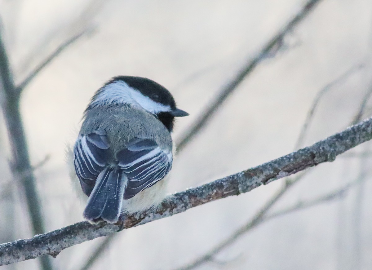 Black-capped Chickadee - ML628881556