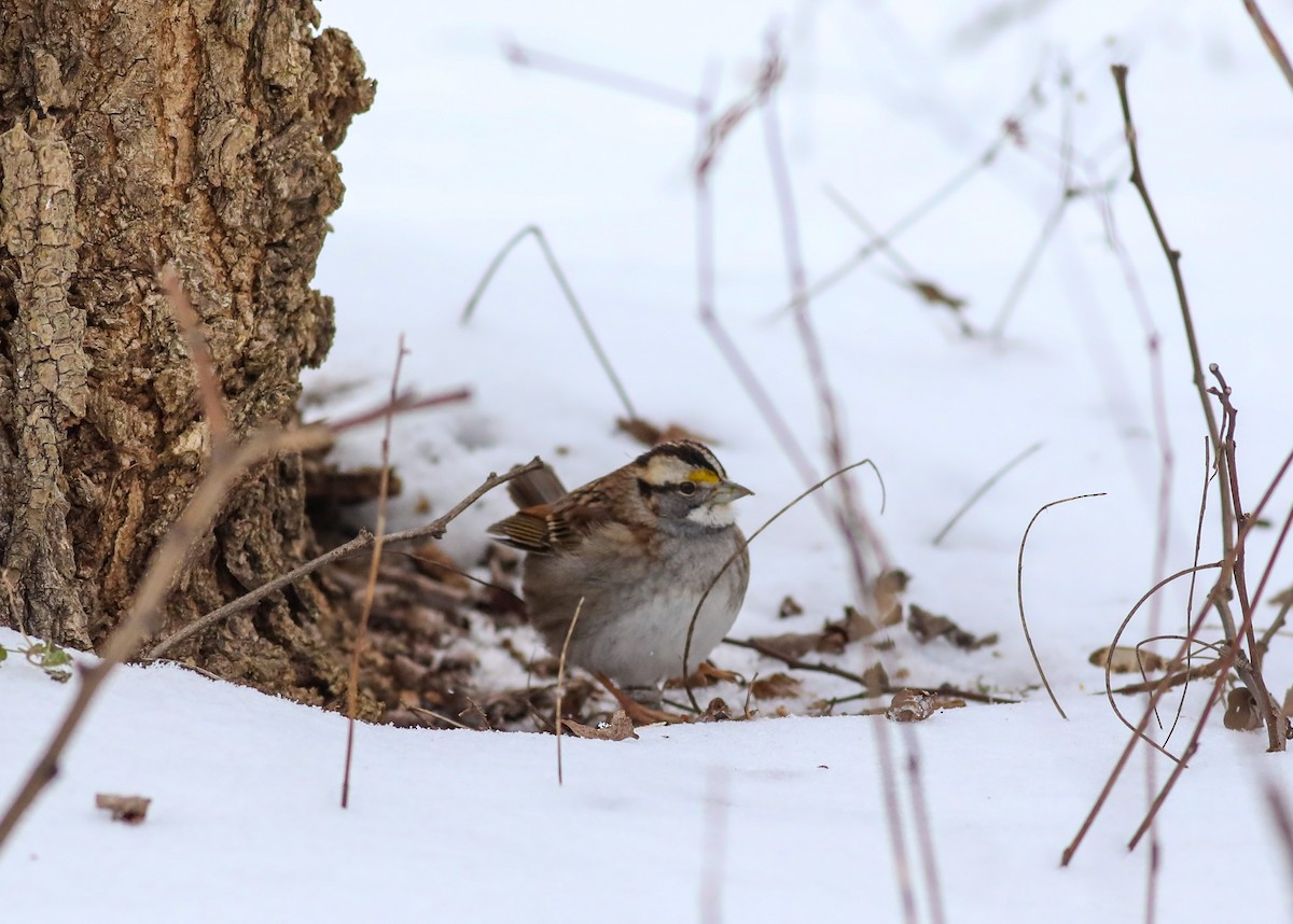 White-throated Sparrow - ML628881567