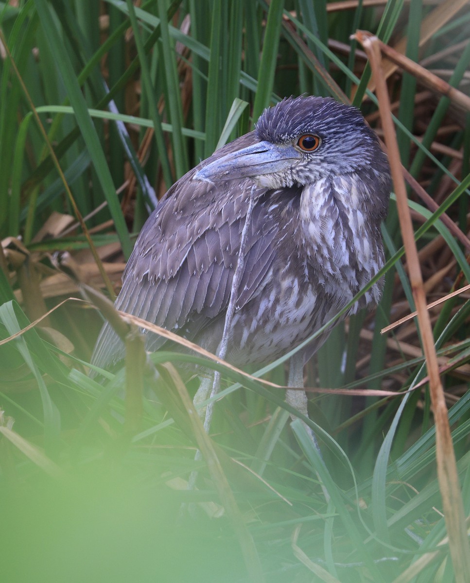 Yellow-crowned Night Heron - ML628881587