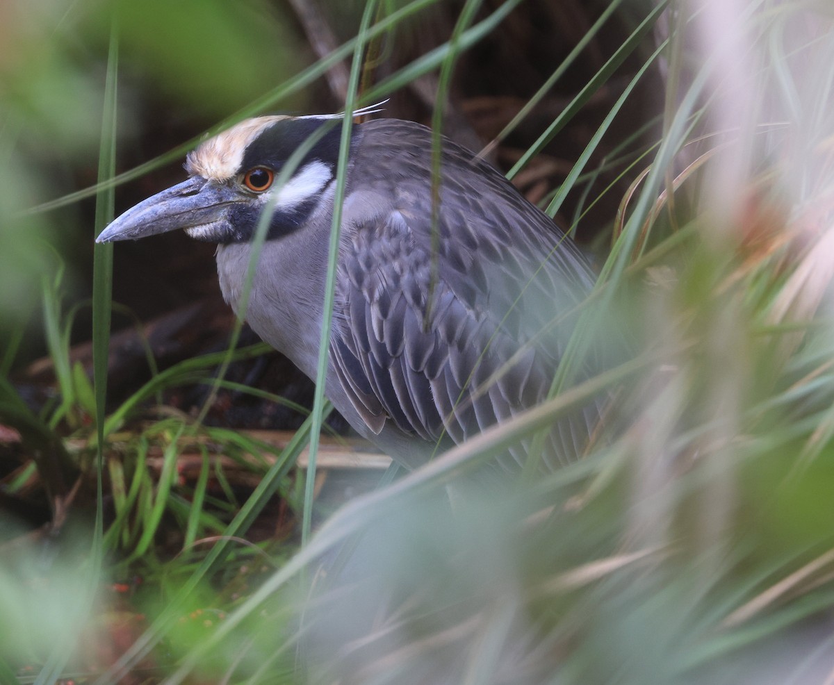 Yellow-crowned Night Heron - ML628881588