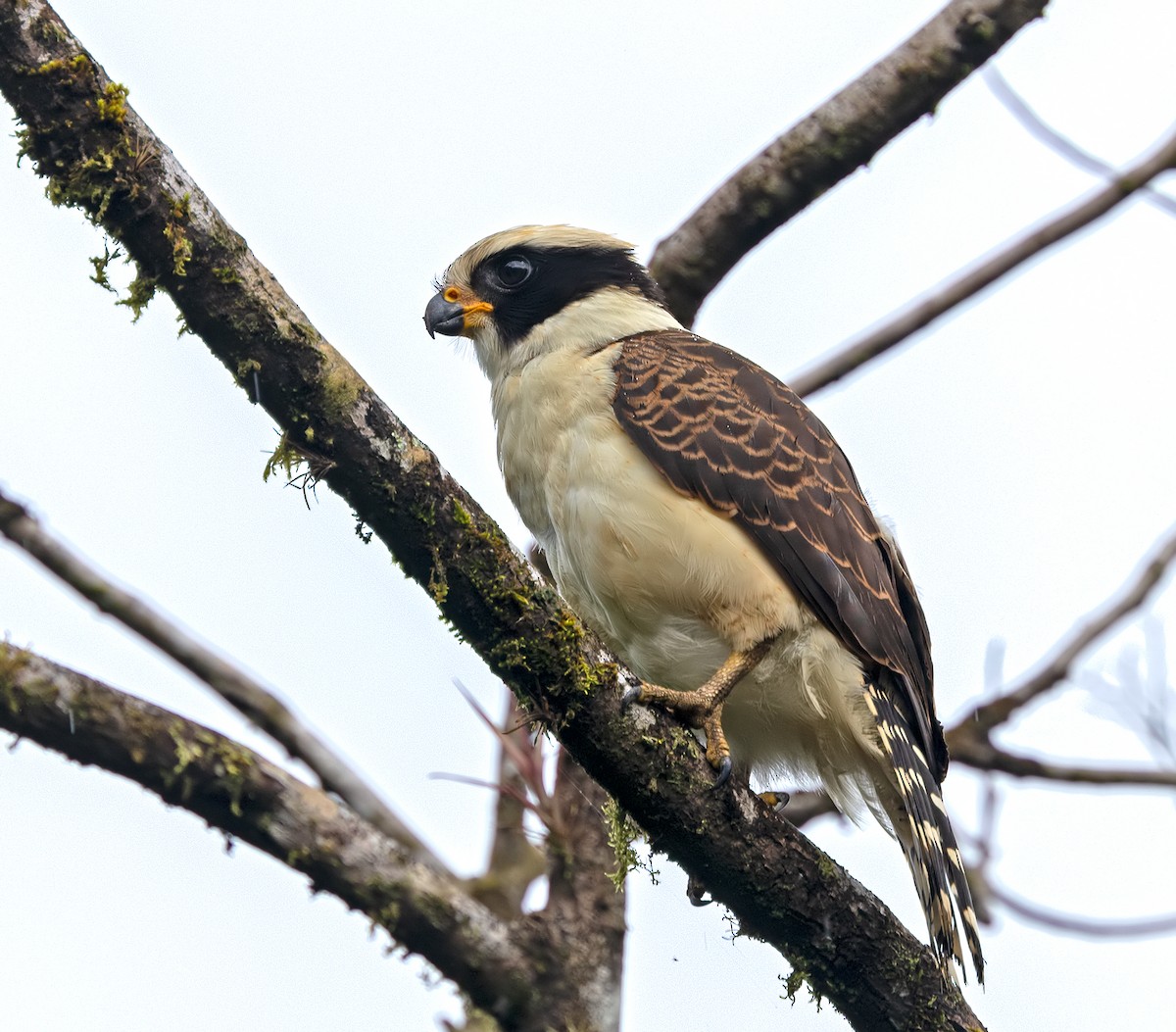 Laughing Falcon - ML628881625