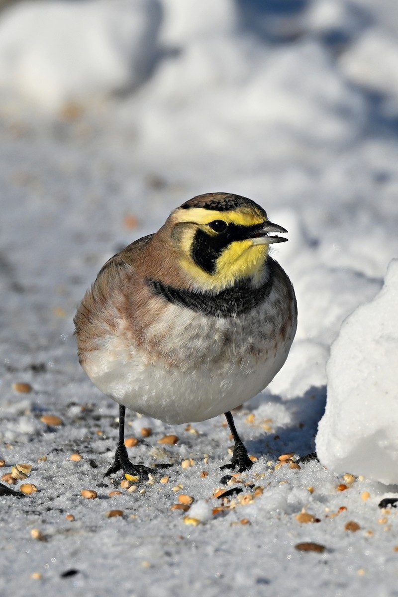 Horned Lark - ML628881751