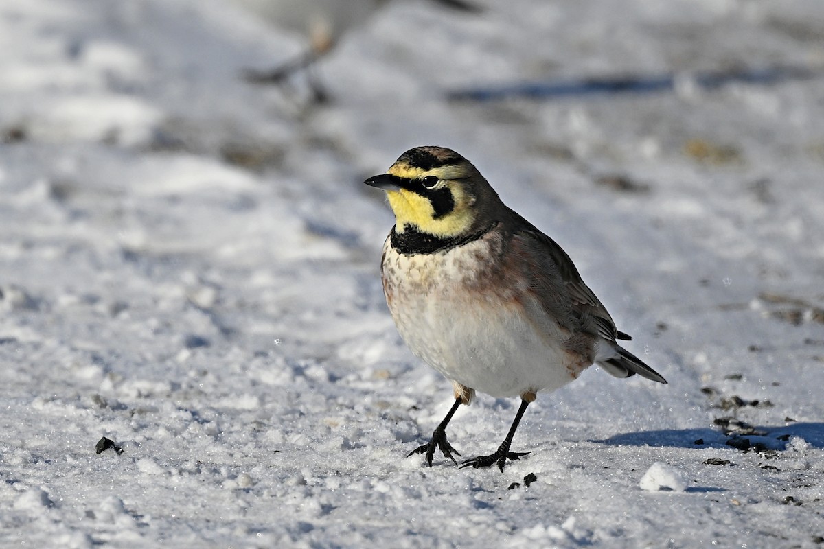 Horned Lark - ML628881752