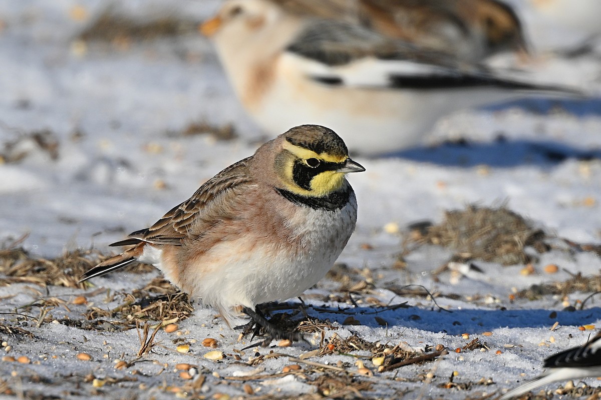 Horned Lark - ML628881753