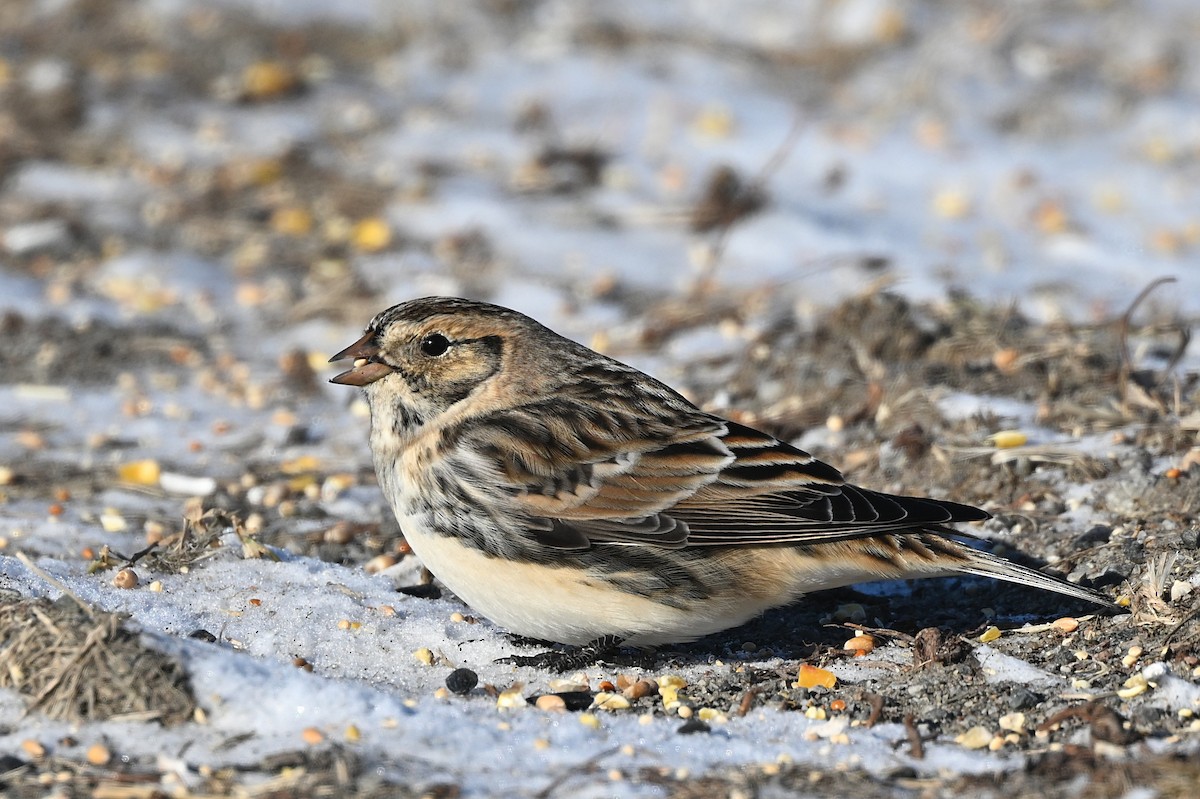 Lapland Longspur - ML628881773