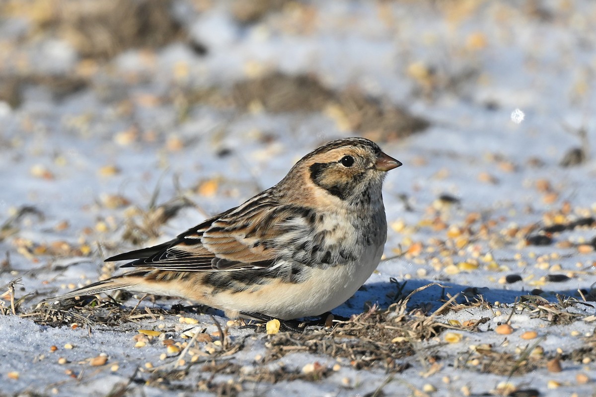 Lapland Longspur - ML628881774