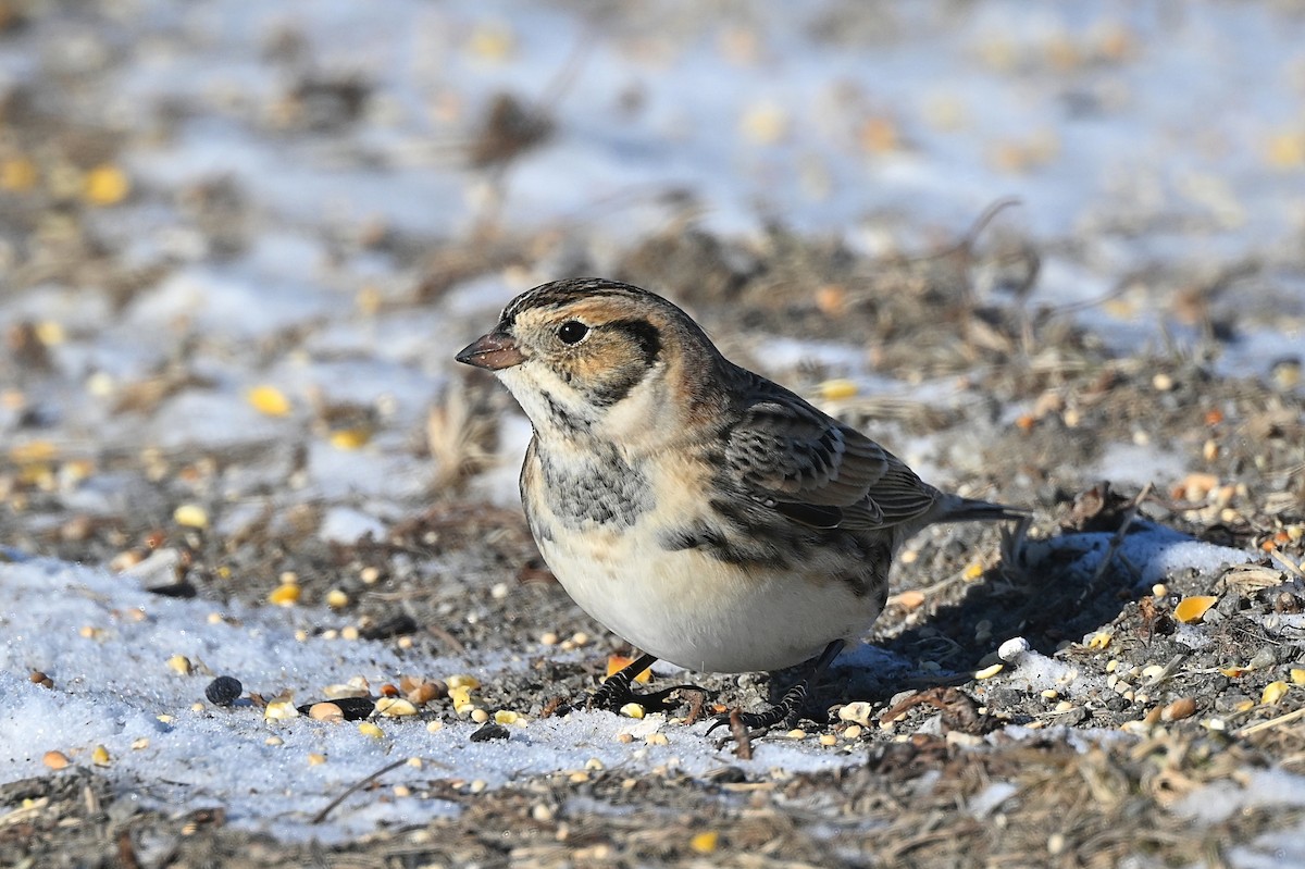 Lapland Longspur - ML628881775