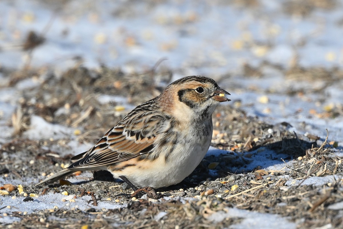 Lapland Longspur - ML628881776