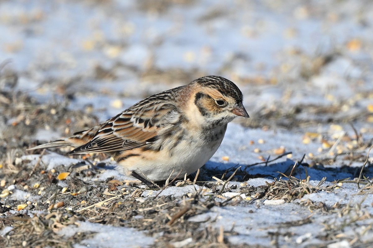 Lapland Longspur - ML628881777