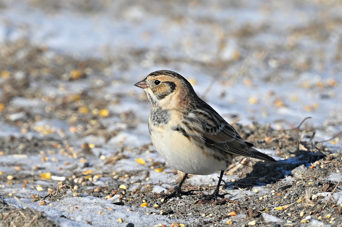 Lapland Longspur - ML628881778