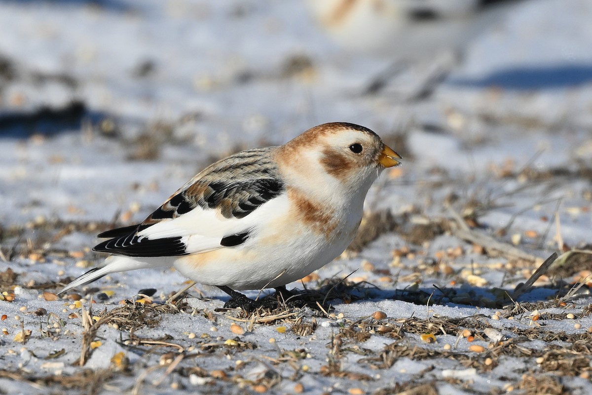 Snow Bunting - ML628881785