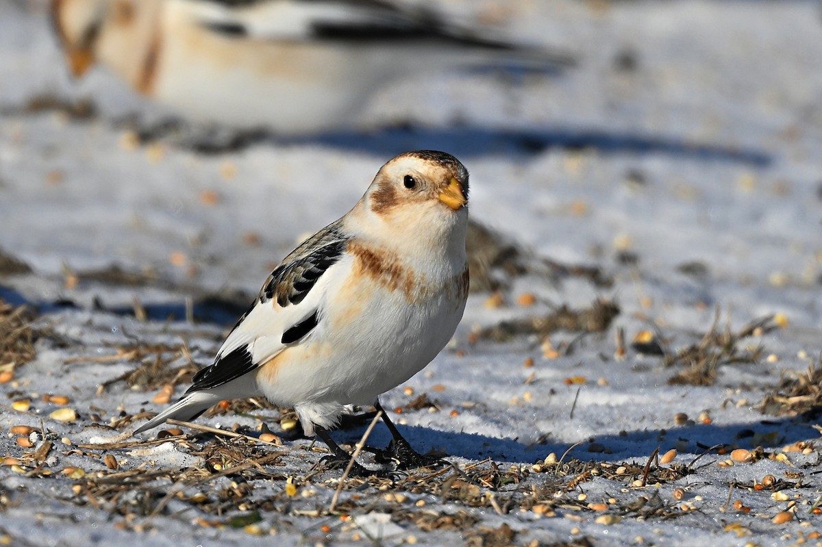 Snow Bunting - ML628881786