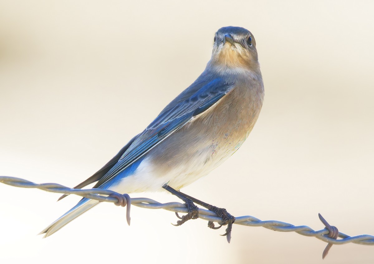 Mountain Bluebird - ML628881843