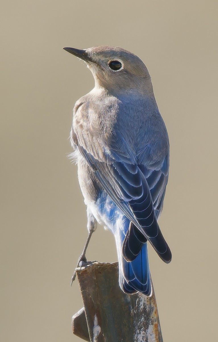 Mountain Bluebird - ML628881844