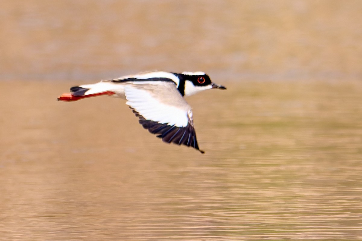 Pied Plover - ML628881906