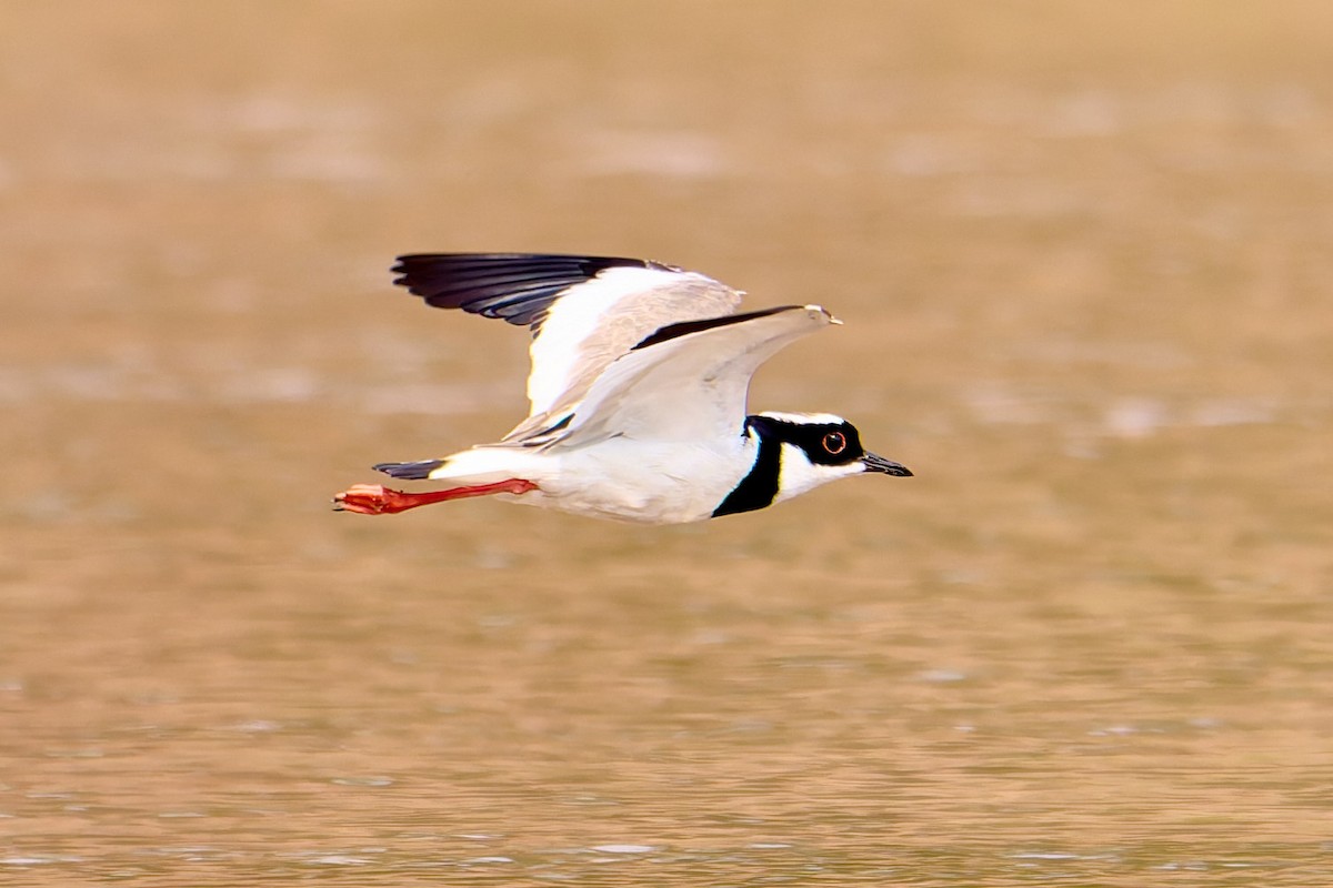 Pied Plover - ML628881910