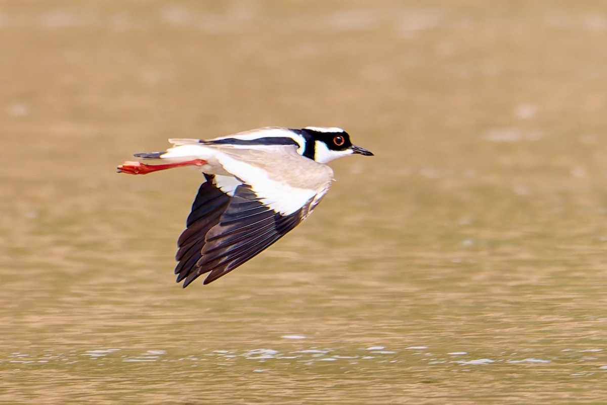Pied Plover - ML628881911
