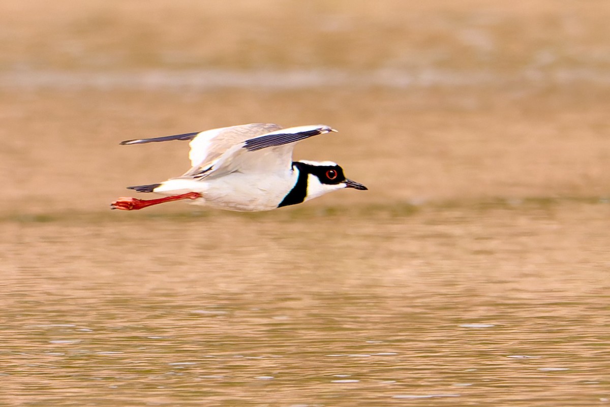 Pied Plover - ML628881913