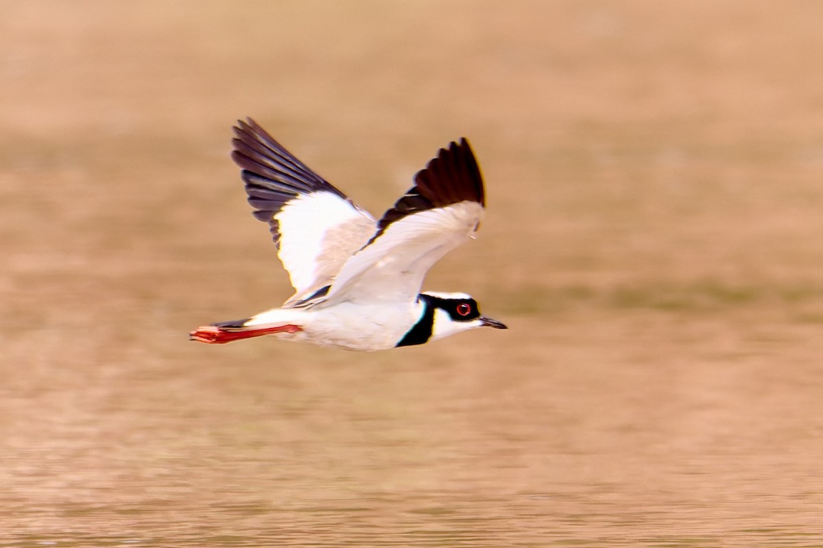 Pied Plover - ML628881915
