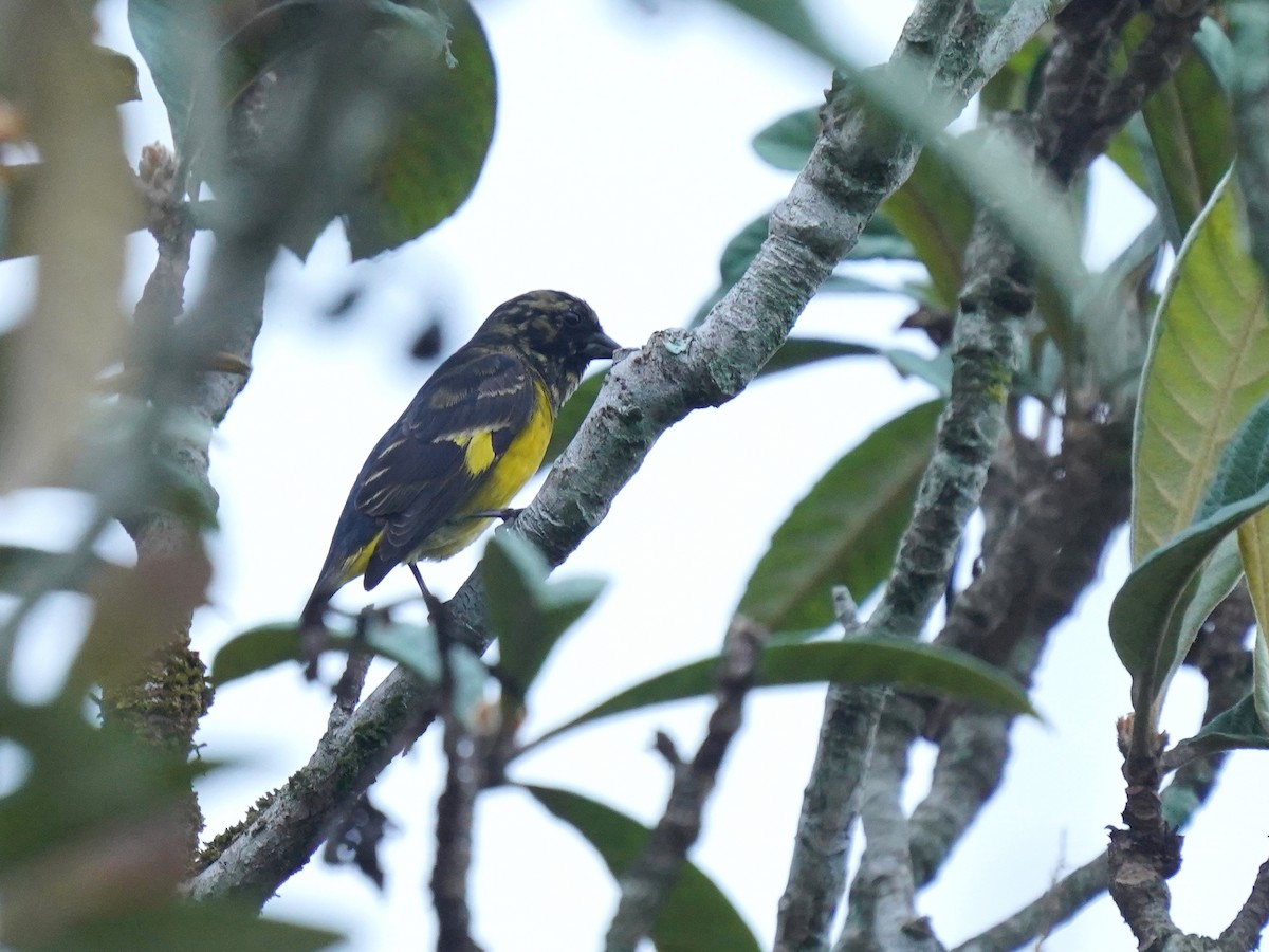 Tarin à ventre jaune - ML628881974