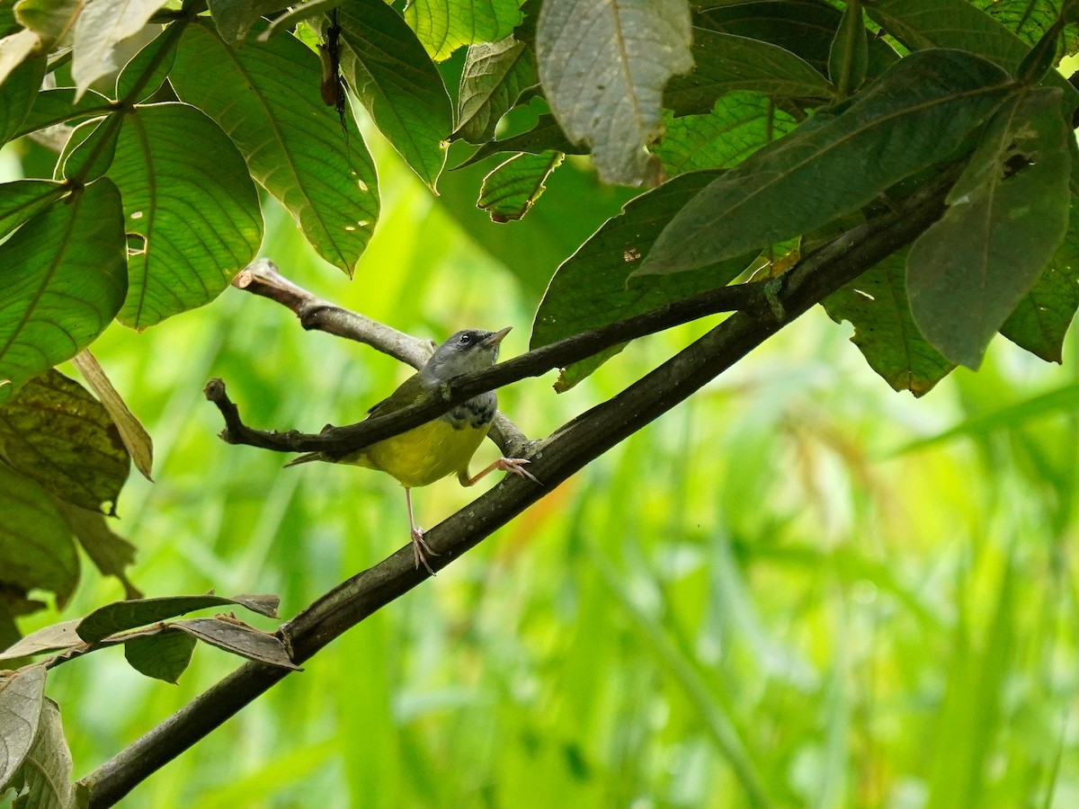 Graukopf-Waldsänger - ML628881997