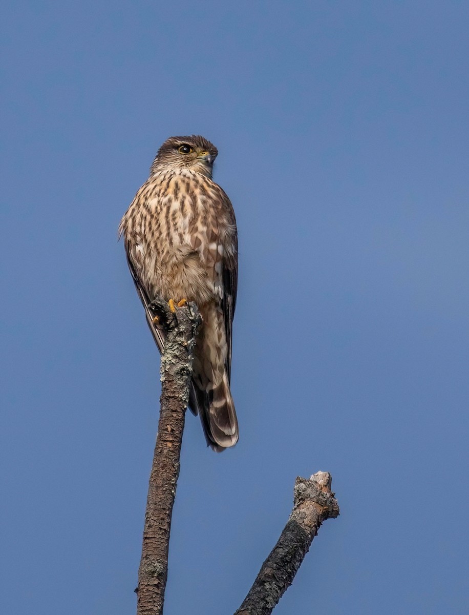 Merlin - ML628882105