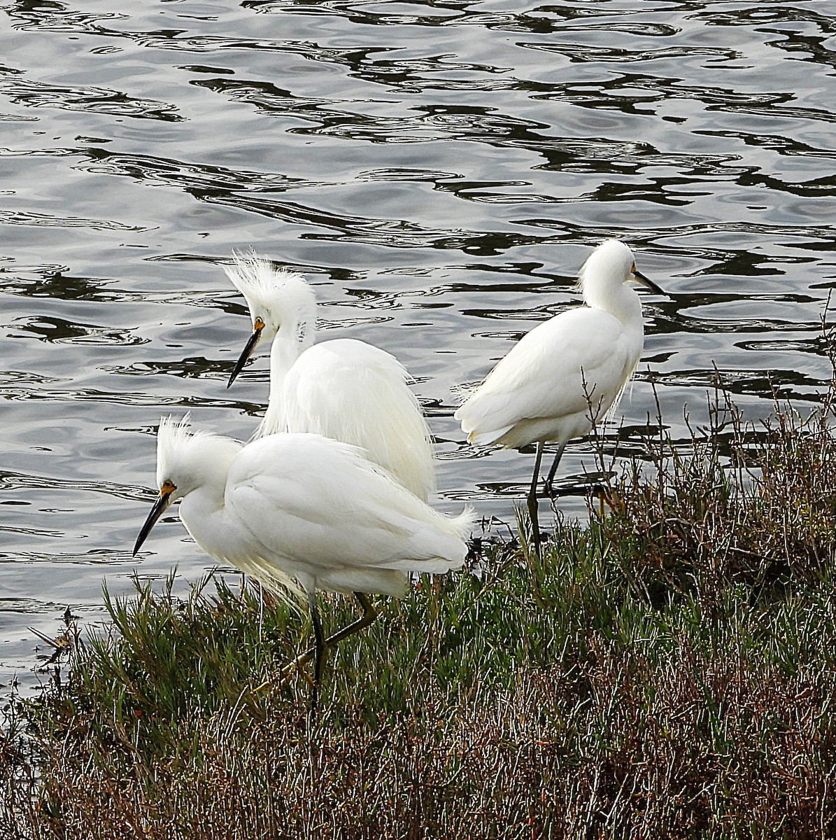 ユキコサギ - ML628882550