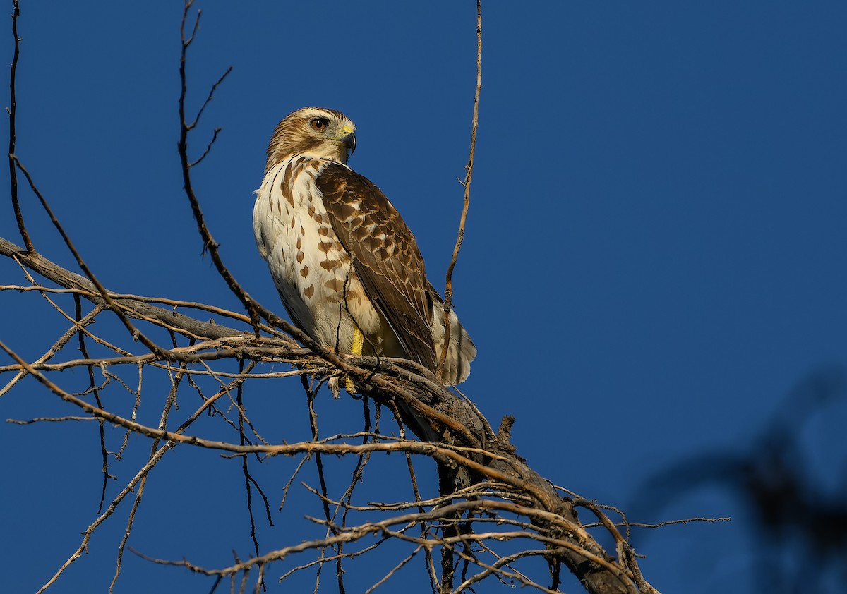 Broad-winged Hawk - ML628882715
