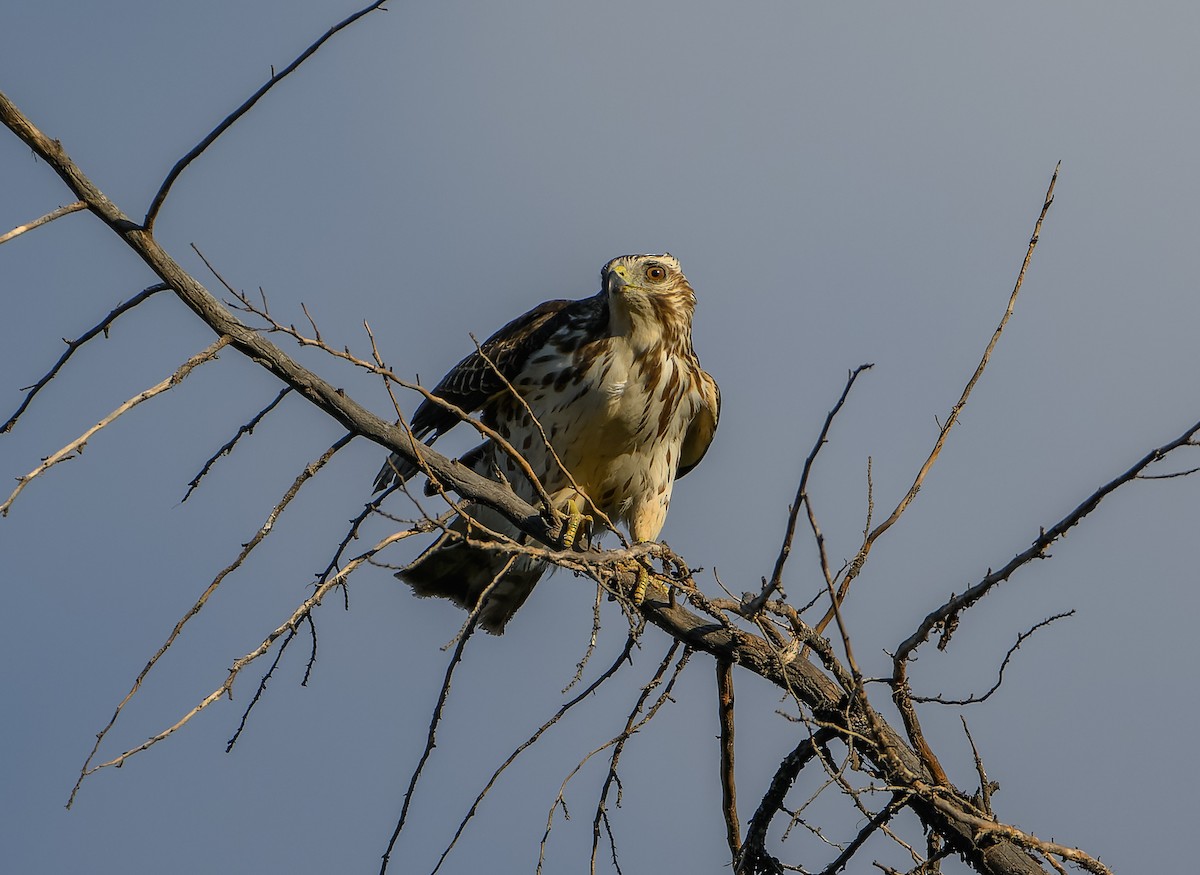 Broad-winged Hawk - ML628882719
