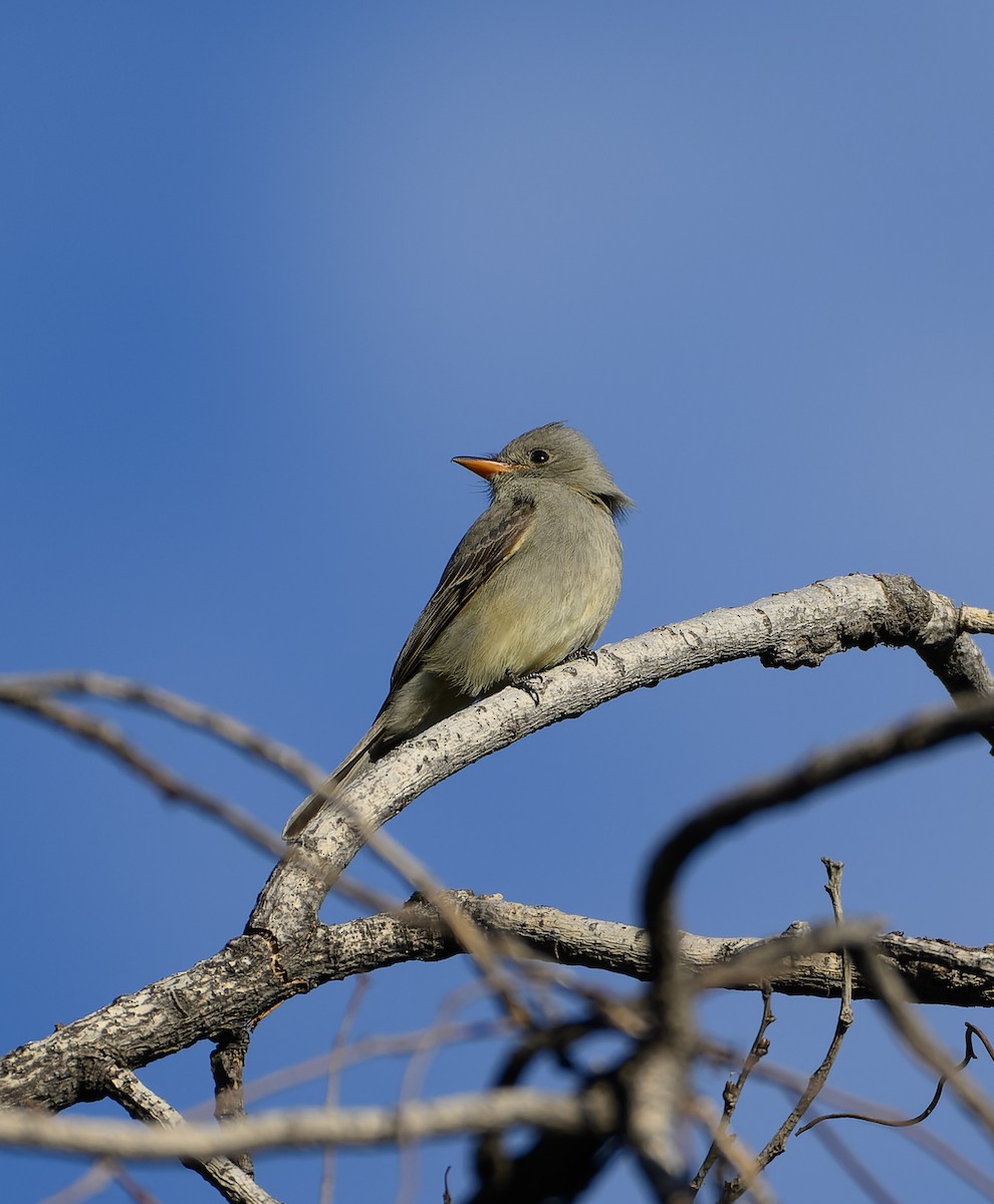 Greater Pewee - ML628882738